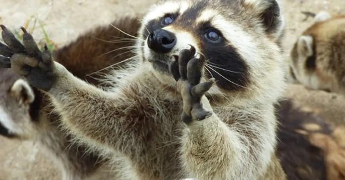 Parc animalier d'Ecouves